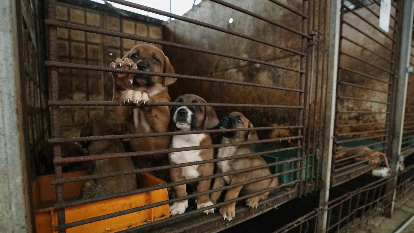 Dog meat farms new arrivals